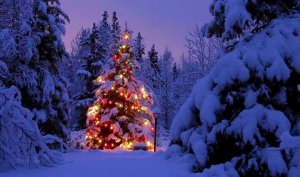 a a a a a tree for yule.jpg