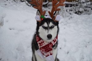 husky.jpg
