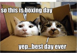 258992-cats-boxing-day.jpg