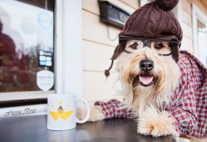 dog1.jpg