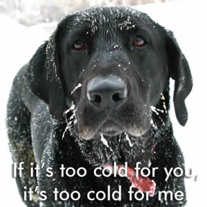 dog.jpg