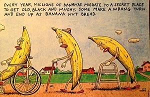 bananas.jpg