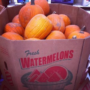 pumpkins.jpg