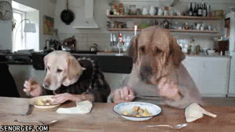 dogseating.gif