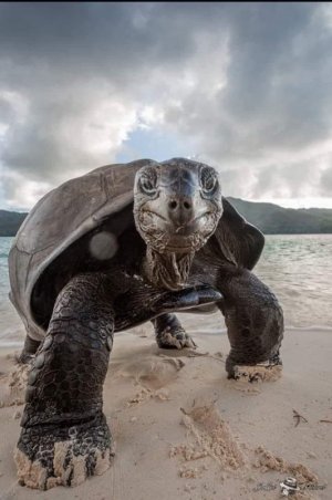 turtle.jpg