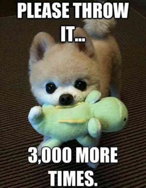 50 Hilarious (And Relatable) Dog Memes For National Dog Day.jpeg