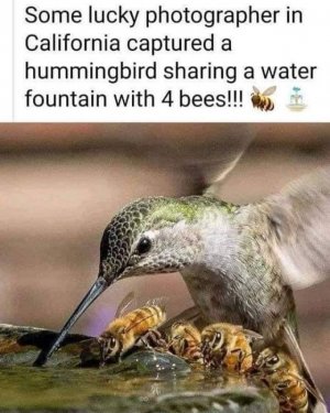 H Bird & Bees.jpg