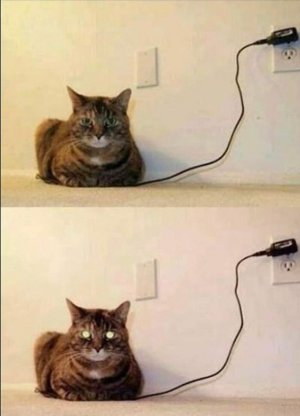 cat3.jpg