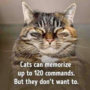 catsmemorize.jpg