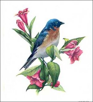 Bluebird6.jpg