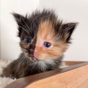 apricot-chimera-kitten.jpeg