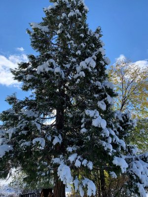 cedar tree.jpg