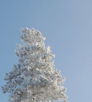 ice tree.jpg