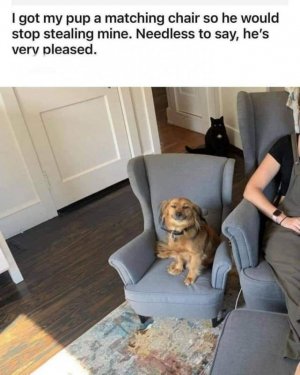 pupchair.jpg