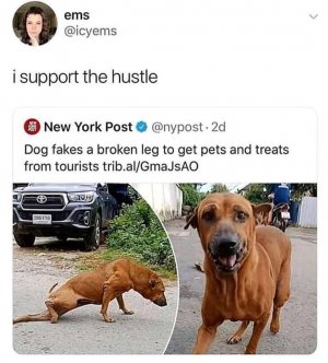 dog fakes.jpg