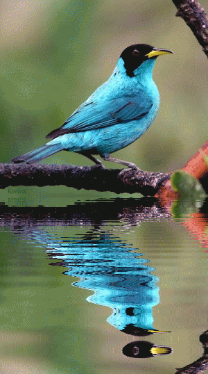 d97197144d5d973f76535bc7f930a9cf.gif