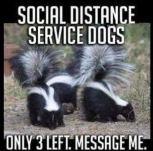 socialdistancedogs.jpg