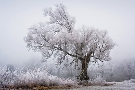 A Frosty Morning on the Rhine Photographed by Patrick Hübschmann!.jpg
