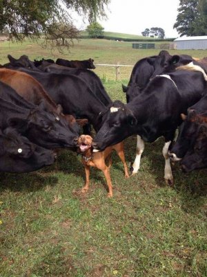 animal6.jpg