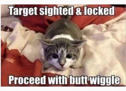 cat.jpg