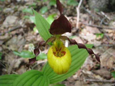 YladySlipper09-2.JPG