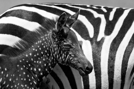 zebra.jpg