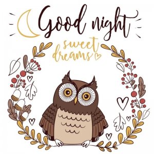 good-night-owl-ah0ihn2filxghs54.jpg