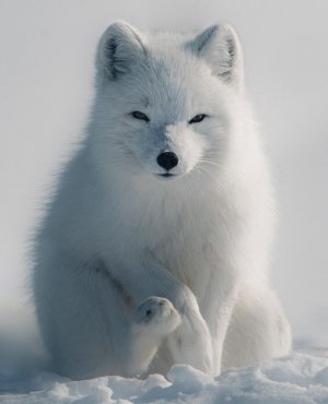 tumblr_081e2e5f71f644e896f24b1d5f0469f5_3a353eed_640.jpg