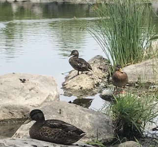 IMG_0517.jpeg