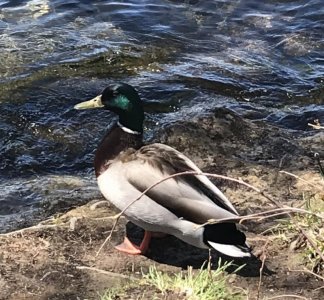 IMG_0497.jpeg