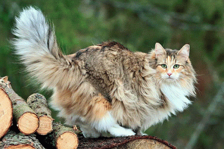Kitty2.gif