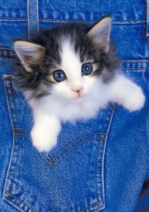 kitten cattitude.jpg