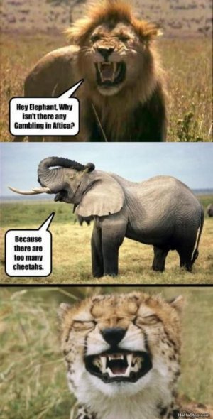 animal7.jpg