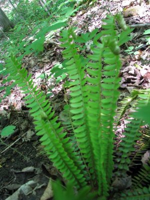 HollyFern.JPG