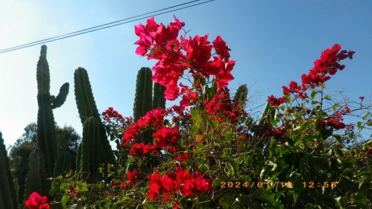 IMGP1256.JPG