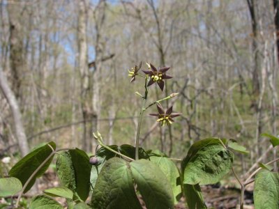 BlueCohosh.JPG