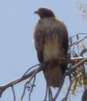 DSC01010.JPG