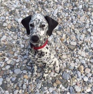 spots.jpg