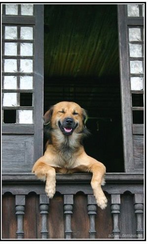 animal3.jpg