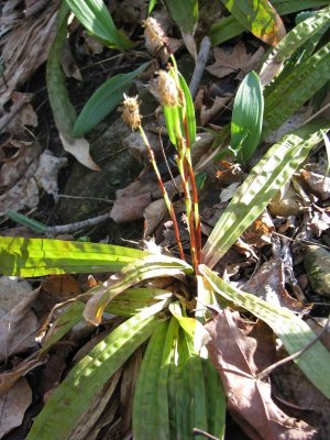 PLSedge.JPG