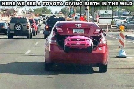 toyotabirth.jpg