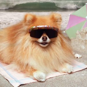 dog-in-sunglasses.jpg