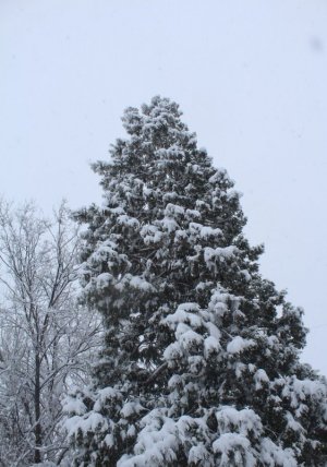 flocked cedar.jpg