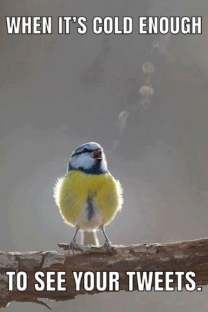 cold enough to see tweets.jpg