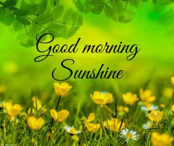 best-good-morning-sunshine-picture-with-flowers.jpg