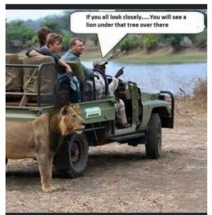 Lion .jpg