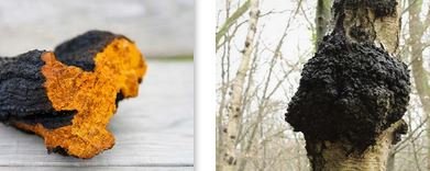 chaga.jpg