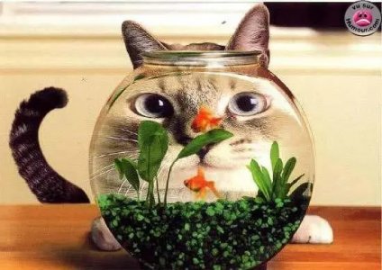 catbehindbowl.jpg