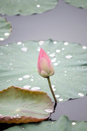lotus.jpg