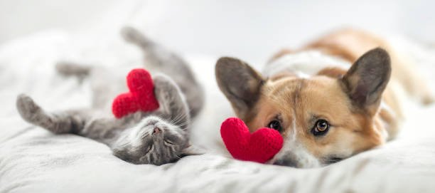 dogcat.jpg